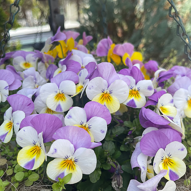 chikaさんの部屋