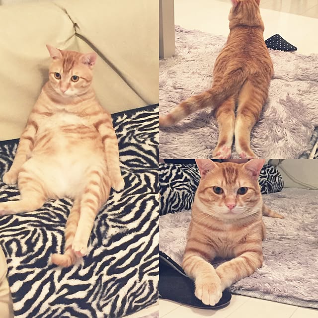 ykariさんの実例写真