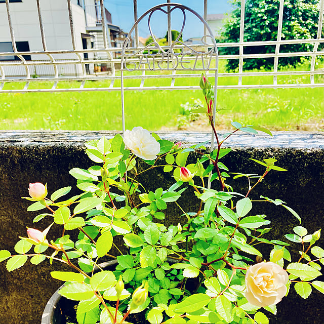 CoCo0617さんの実例写真