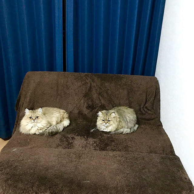 butachanさんの実例写真