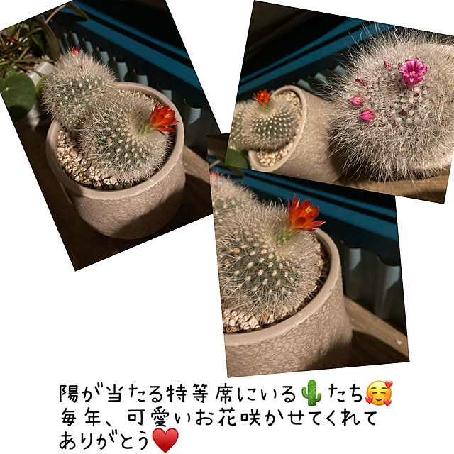 mkk8739hanasakuさんの実例写真