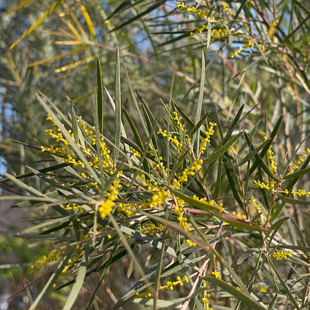 cottageroseさんの部屋