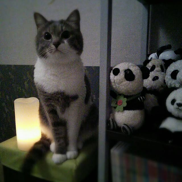 lovepandaさんの実例写真