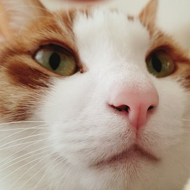 tamacharouさんの実例写真