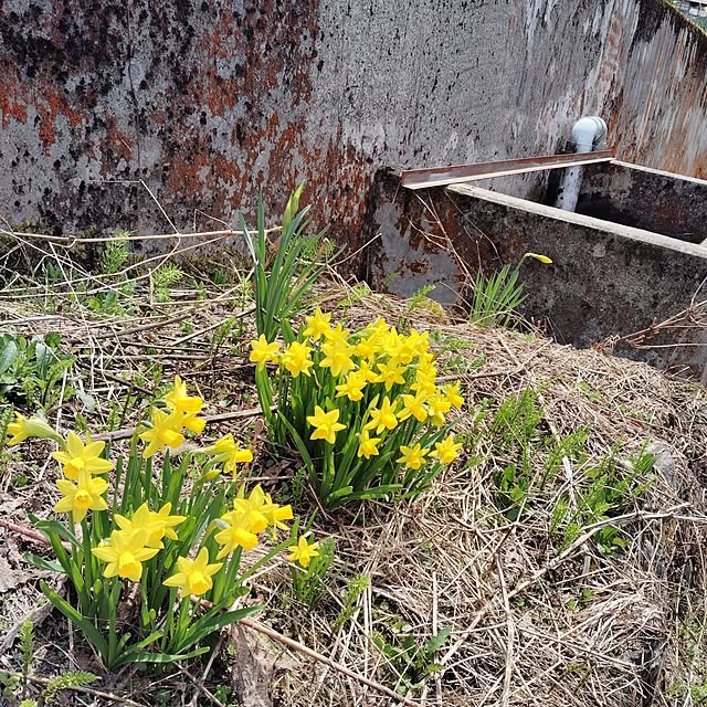 aoinokimiさんの実例写真