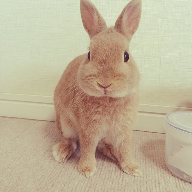 naoさんの実例写真