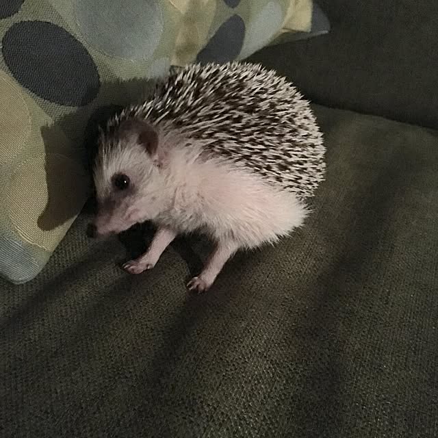 saokoさんの実例写真
