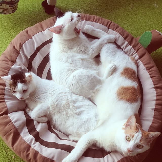 実例写真