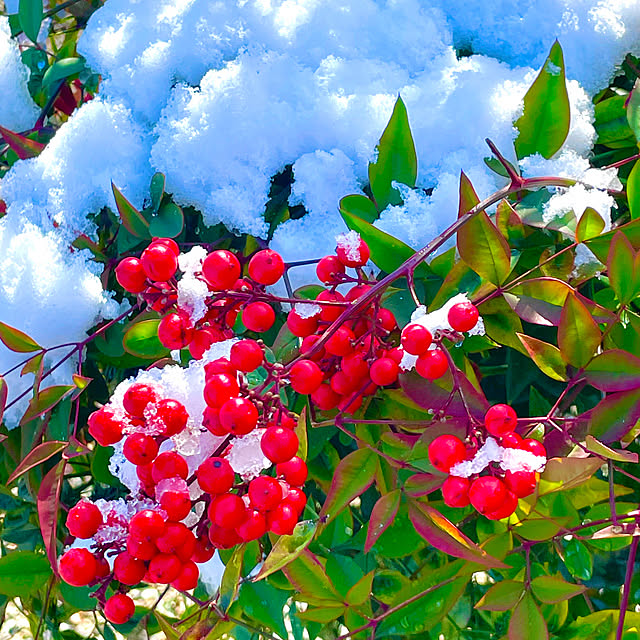 ikeyanさんの実例写真