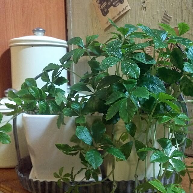 dezさんの実例写真