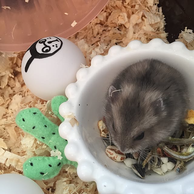chiiiii0808さんの実例写真