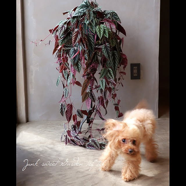 Junk_sweet_Garden_teftefさんの実例写真