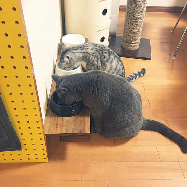 Shojiさんの実例写真