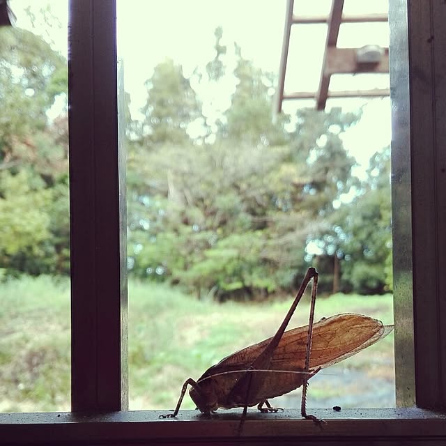 kikuさんの実例写真