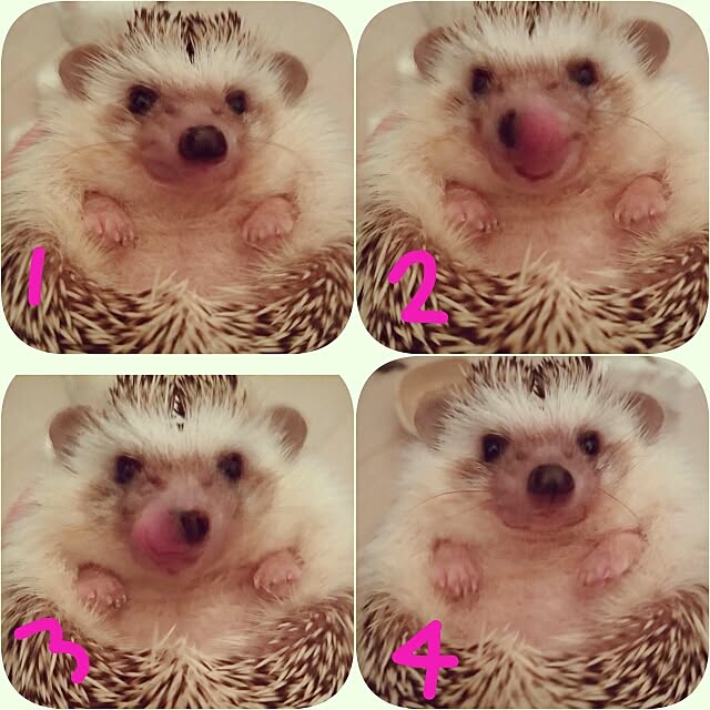 kuruさんの実例写真