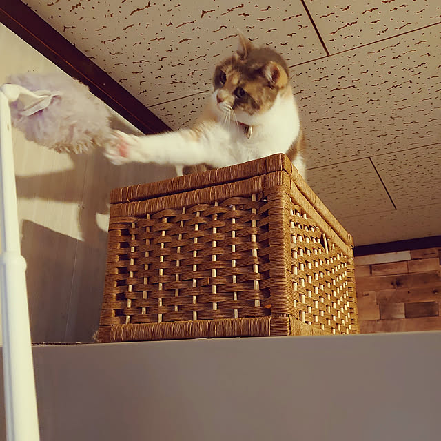 fukuさんの実例写真
