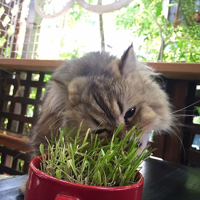 butachanさんの実例写真