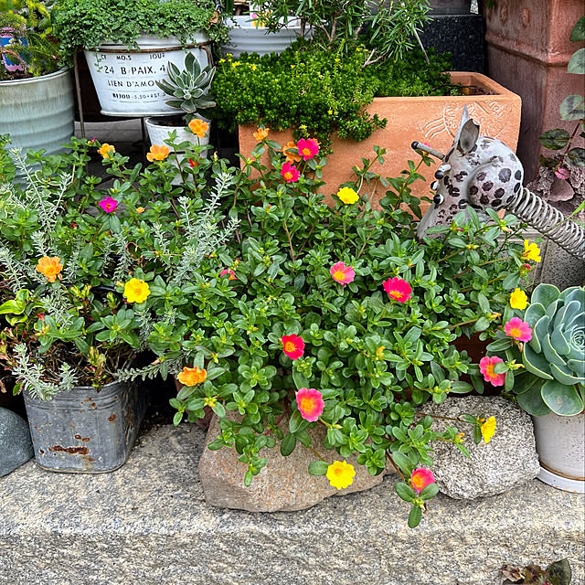 mohhaさんの実例写真