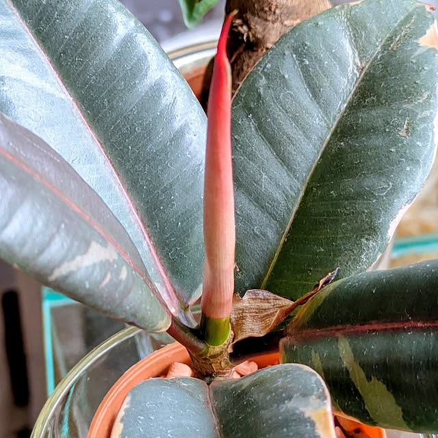 mi-saさんの部屋