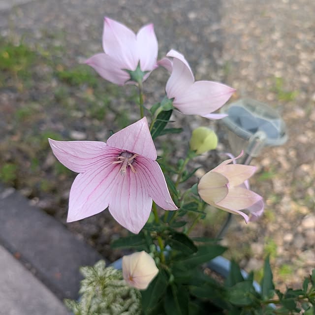 KOHAKUさんの実例写真