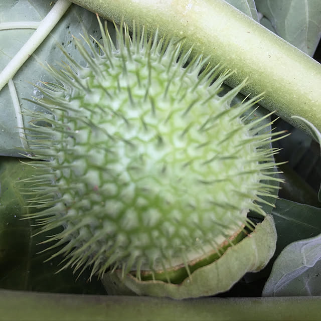 buchiさんの実例写真