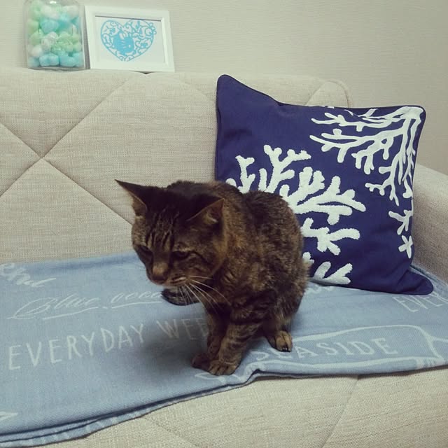 kittenblueさんの実例写真