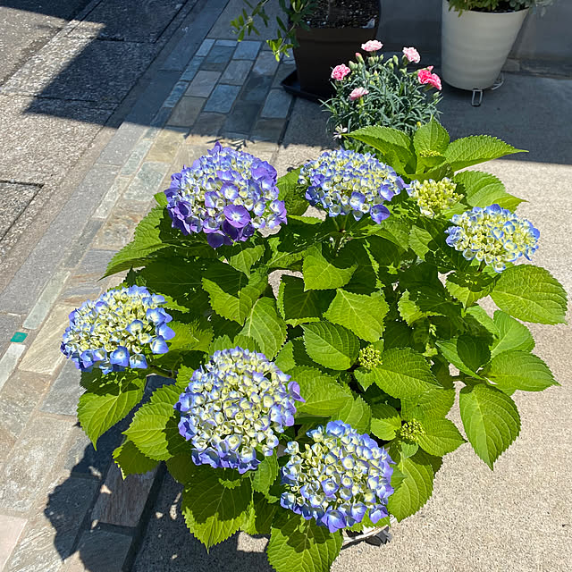 miyumiyuさんの実例写真