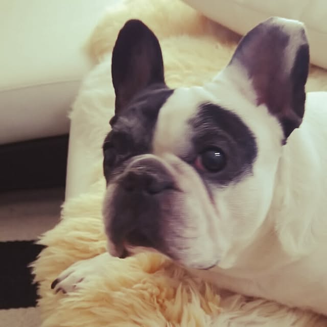 panchobiさんの実例写真