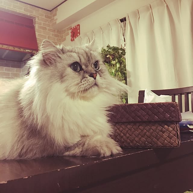 Masayoさんの実例写真