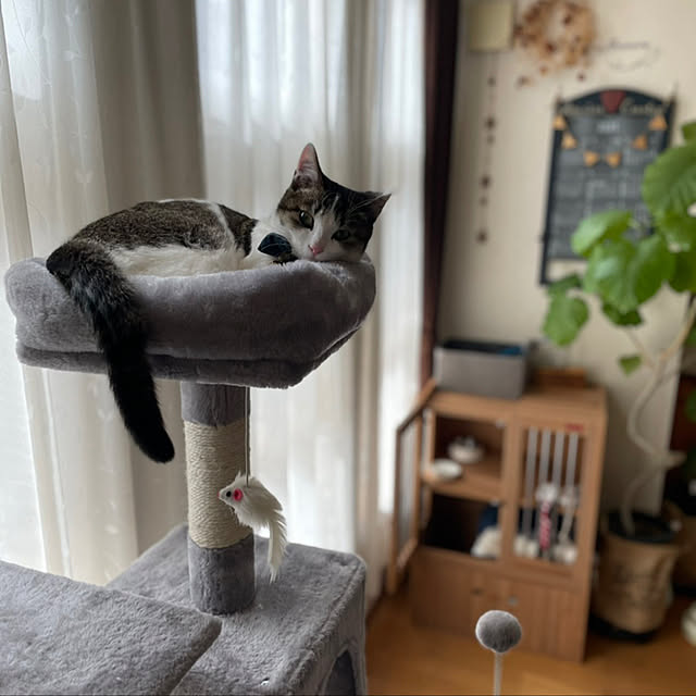 Akiさんの実例写真