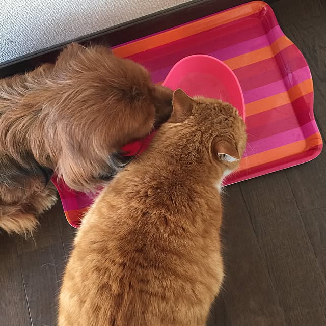 Ariyoさんの実例写真