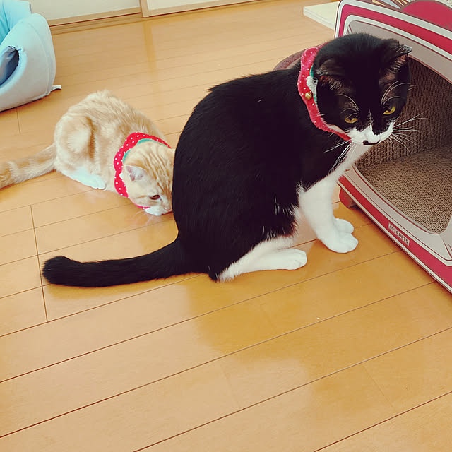 moolさんの実例写真