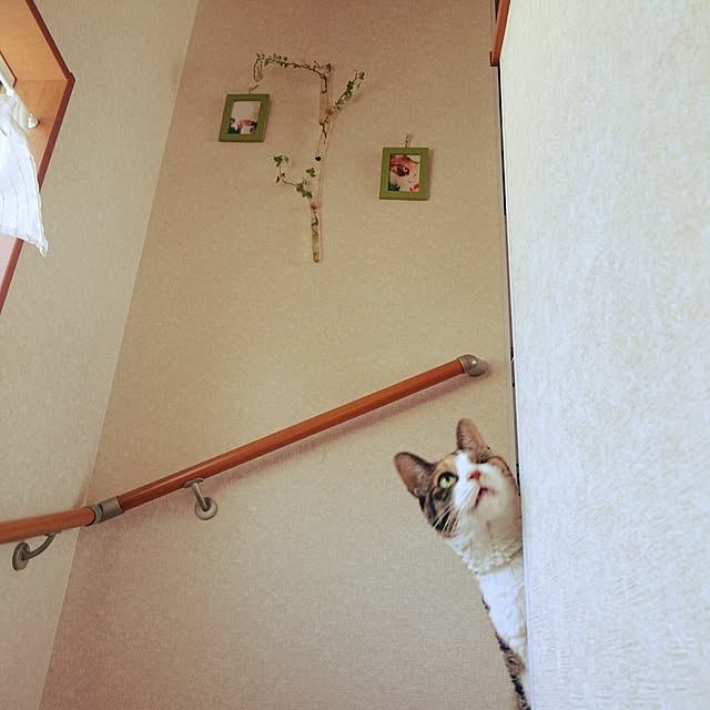 mofukoさんの実例写真