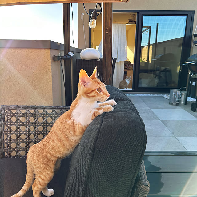 lemonadeさんの実例写真