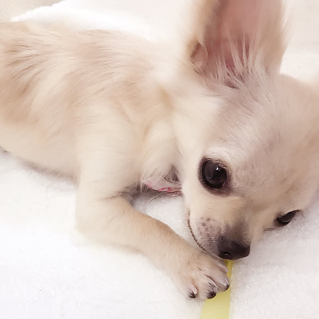 Lapinさんの実例写真