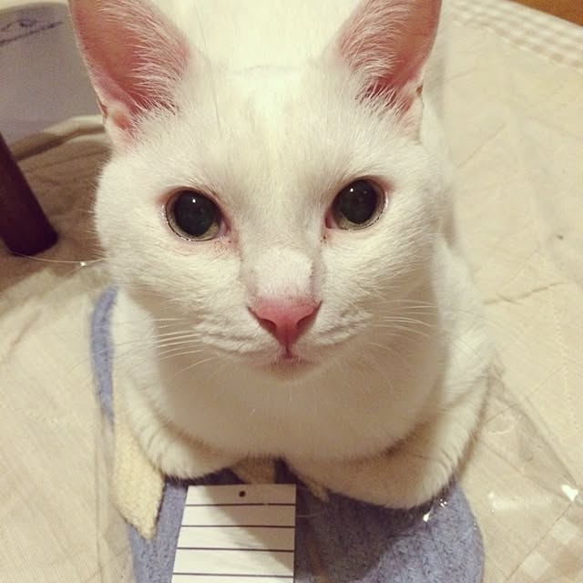 inoさんの実例写真
