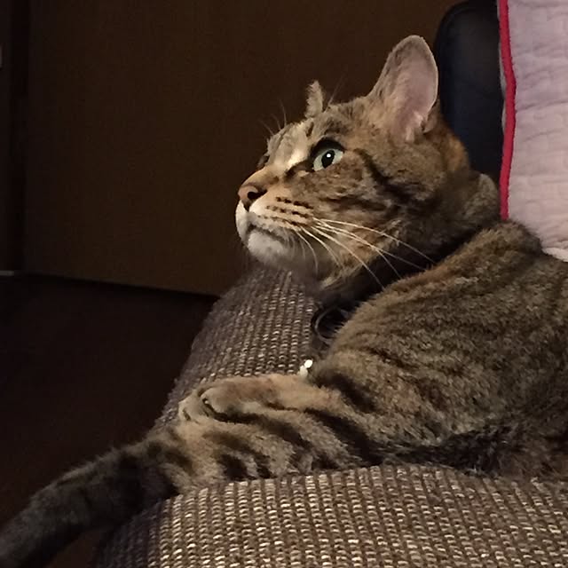 shinさんの実例写真