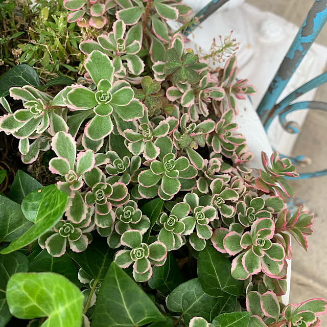 AYUKOさんの実例写真