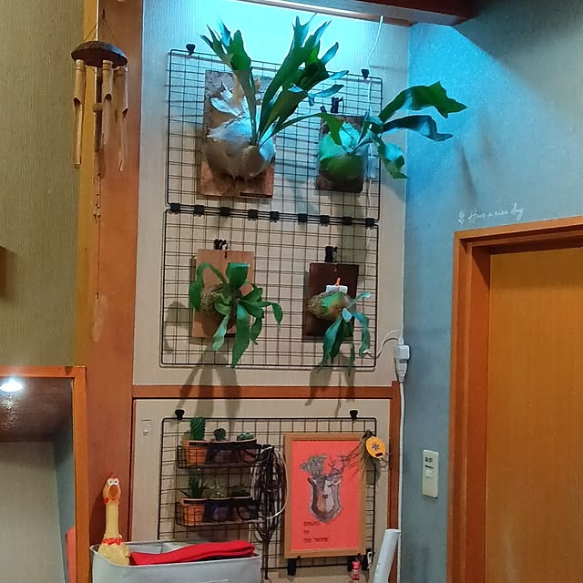 壁/天井/観葉植物/ビカクシダ/サボテン/多肉植物...などのインテリア実例 - 2024-02-10 22:57:59