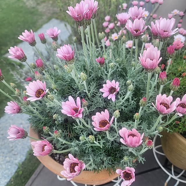 VIORAさんの実例写真