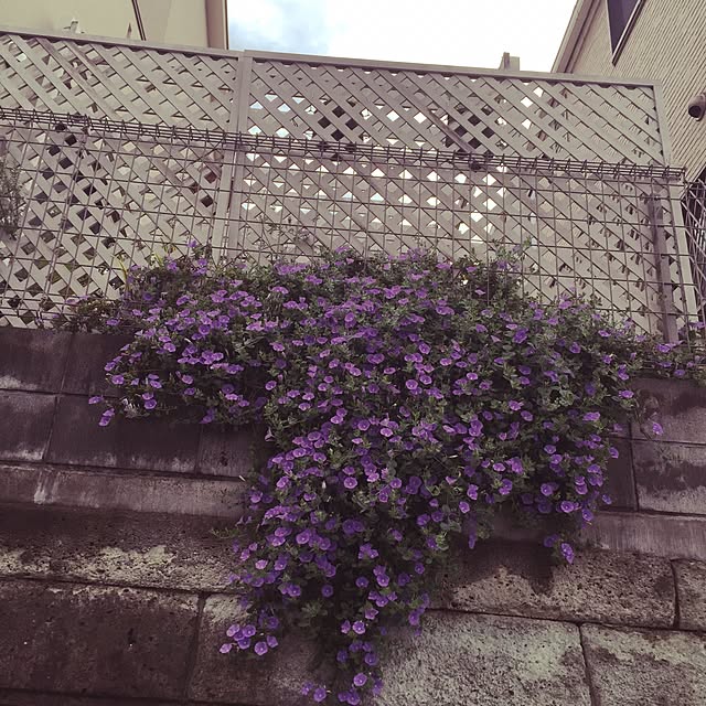 mikiさんの実例写真