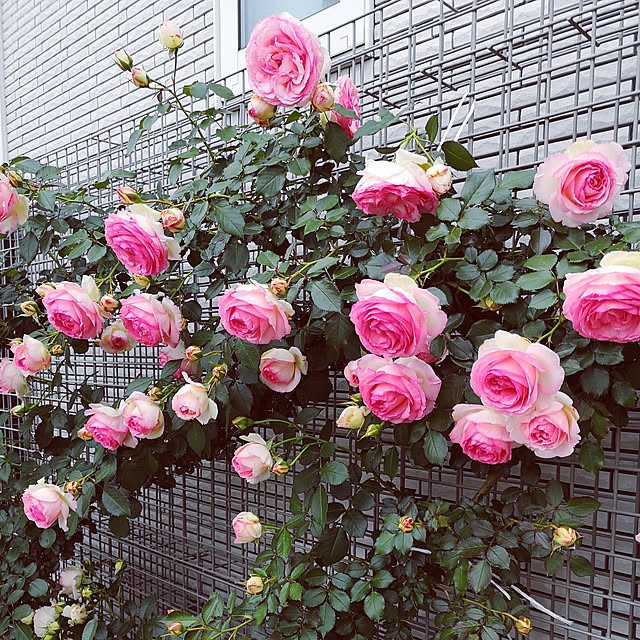 rieさんの実例写真