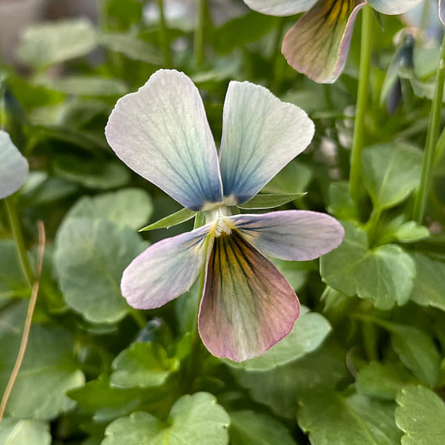 shiropenguinさんの部屋