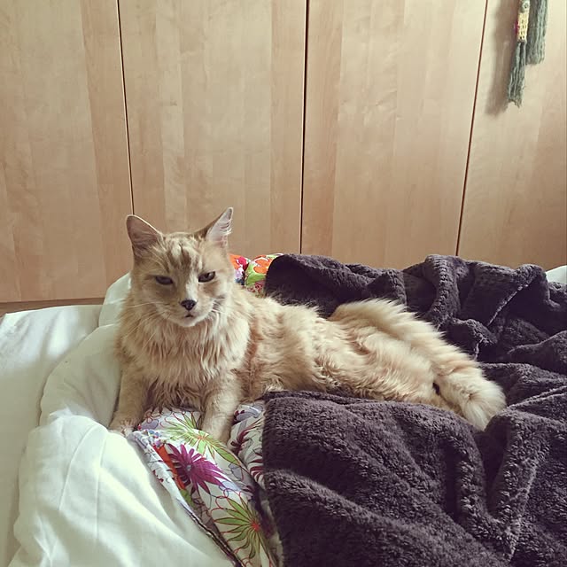 nekohigeさんの実例写真