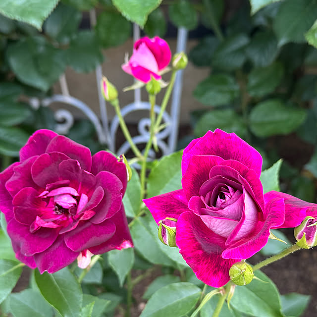 RoseLife5818さんの部屋