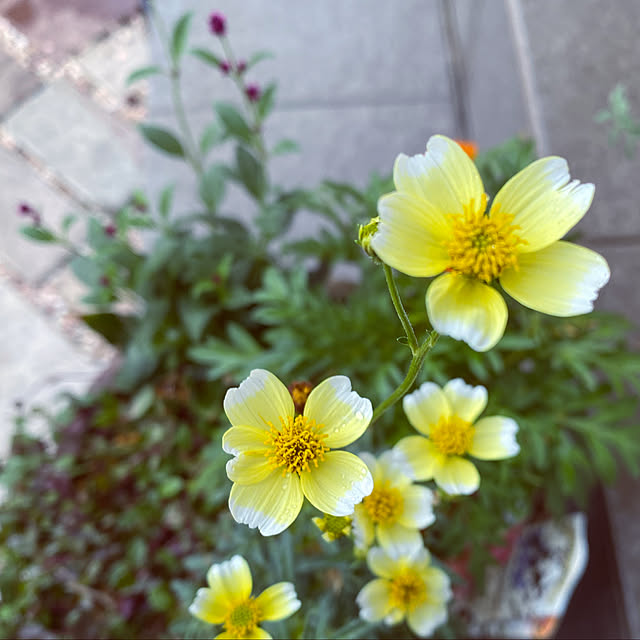 moainanoさんの実例写真