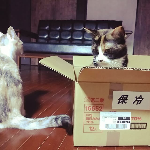 catLoverさんの実例写真