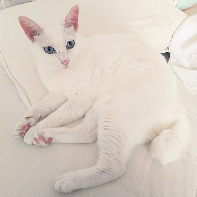 sakuraさんの実例写真