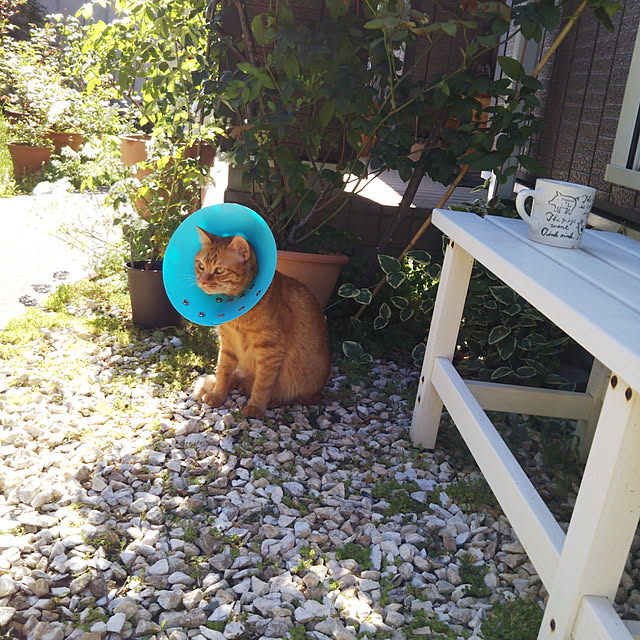 yum0408さんの実例写真