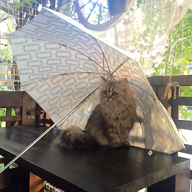 butachanさんの実例写真